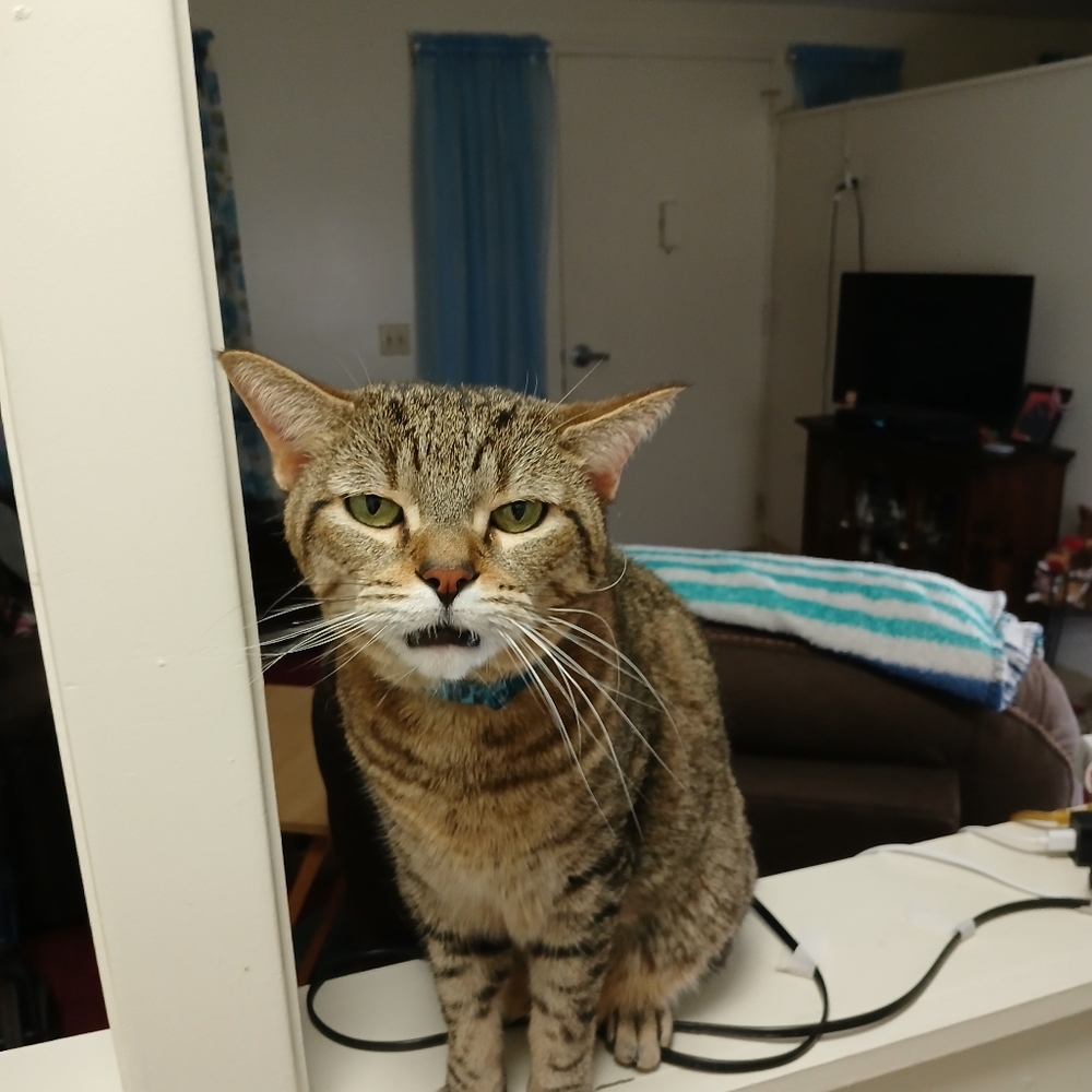 Meet your Posher, Robin